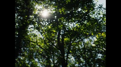 the sun shines through the leaves of a tree