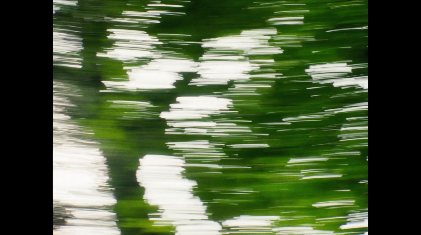 a blurry photo of a tree with green leaves