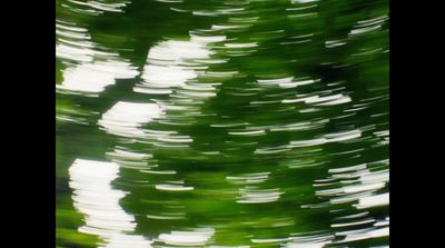 a blurry photo of a tree with green leaves