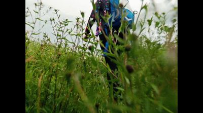 a woman with a blue backpack walking through tall grass