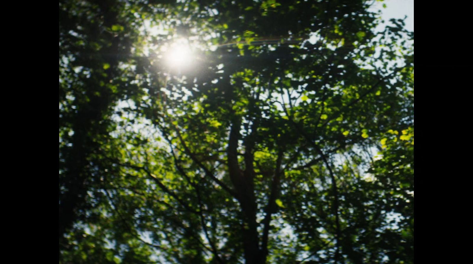 the sun shines through the leaves of a tree