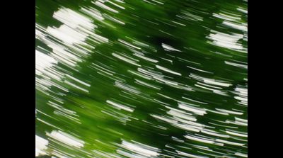 a blurry photo of a green leafy tree