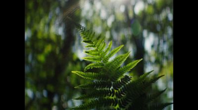 a close up of a green plant with trees in the background