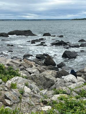 a black bird sitting on top of rocks near the ocean