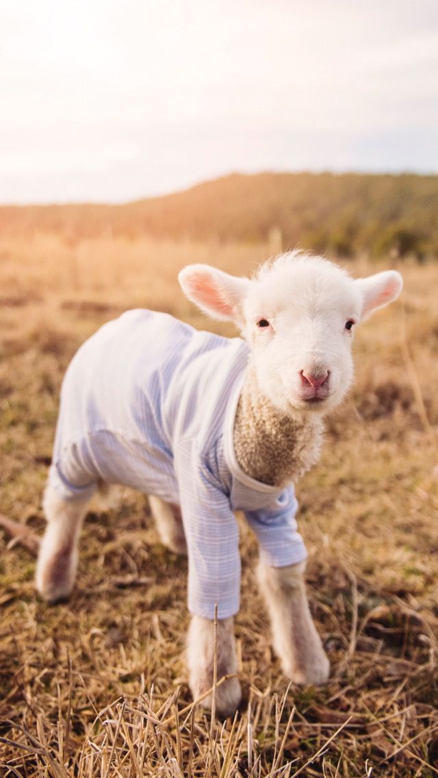 a baby lamb wearing a sweater in a field