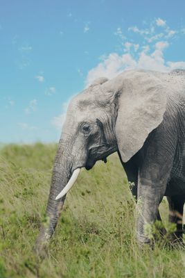 an elephant is standing in a grassy field