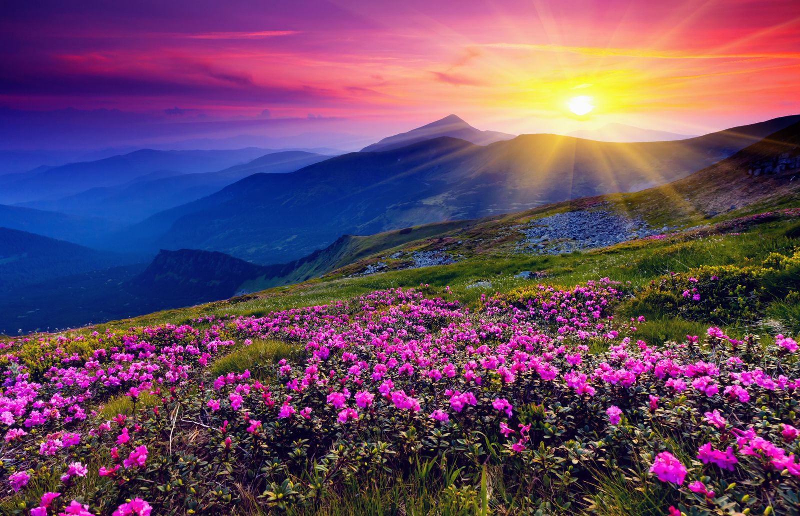 a beautiful sunset over the mountains with pink flowers