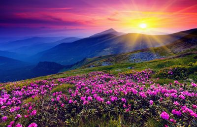 a beautiful sunset over the mountains with pink flowers