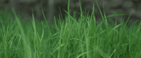 a close up of a field of green grass