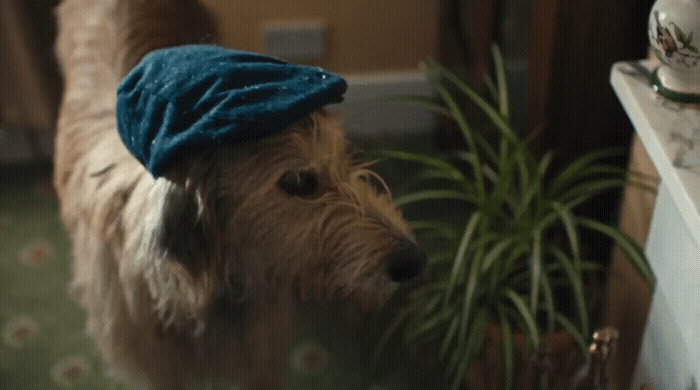 a brown dog wearing a blue hat next to a potted plant
