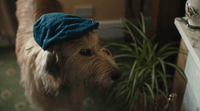a brown dog wearing a blue hat next to a potted plant