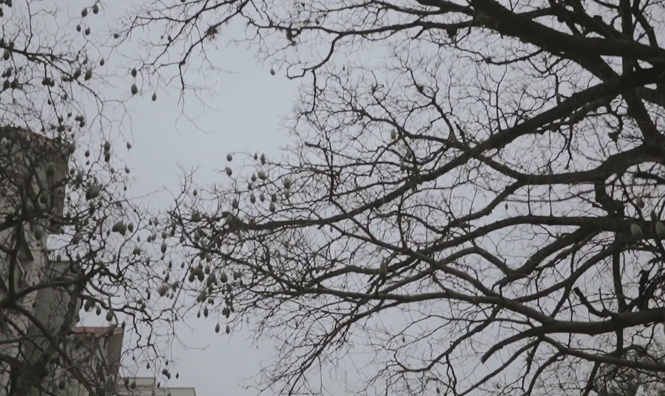 a tree with no leaves in front of a building