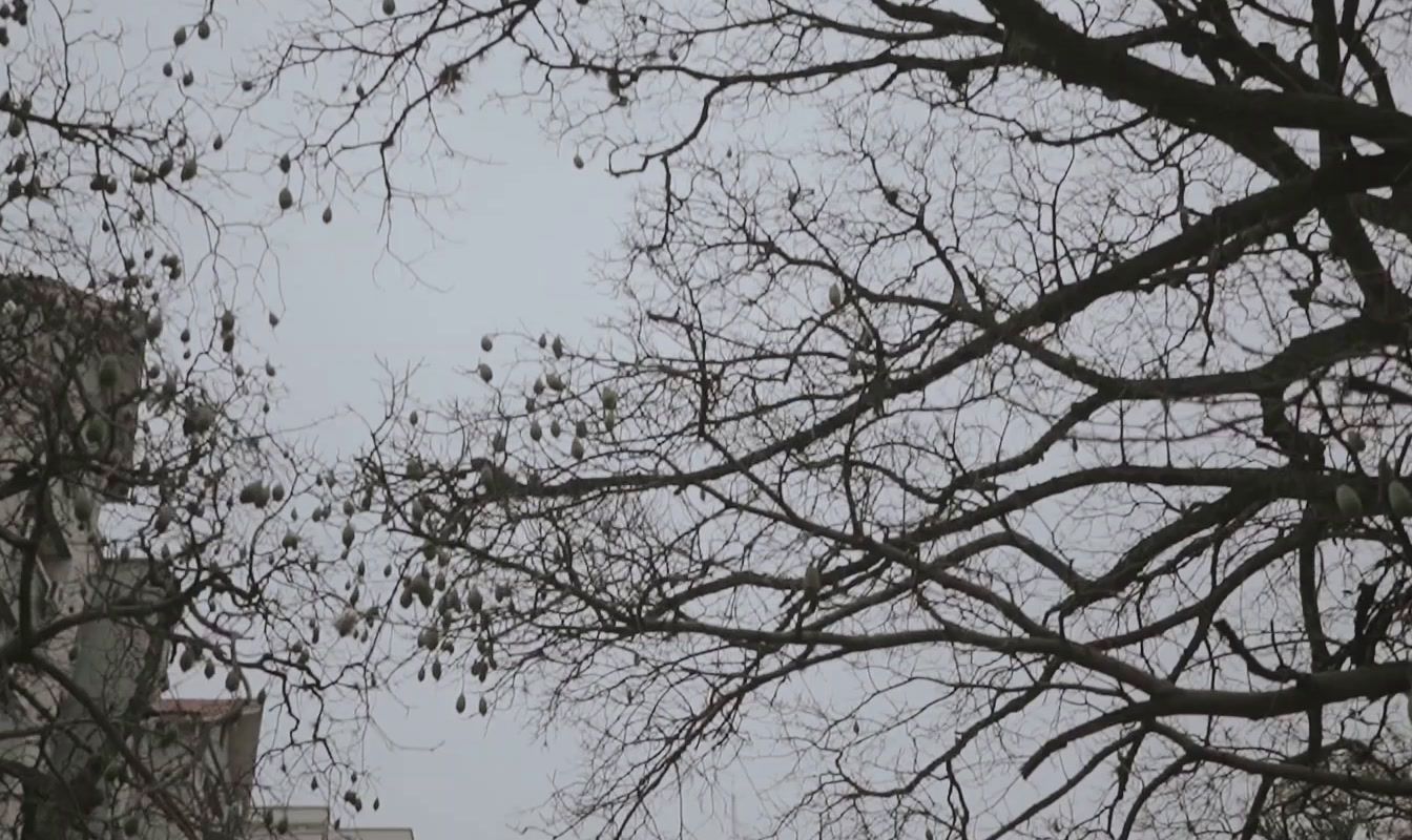 a tree with no leaves in front of a building