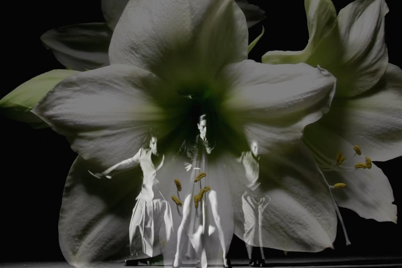 a group of white flowers sitting on top of a table