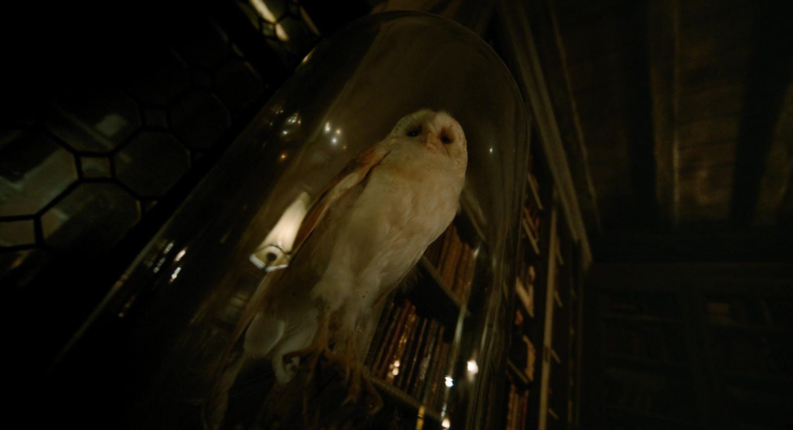 a white bird sitting on top of a book shelf