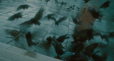 a flock of birds flying over a wet sidewalk