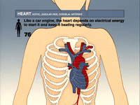 a diagram of the heart and the lungs