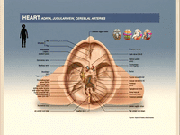 a diagram of the inside of a human body