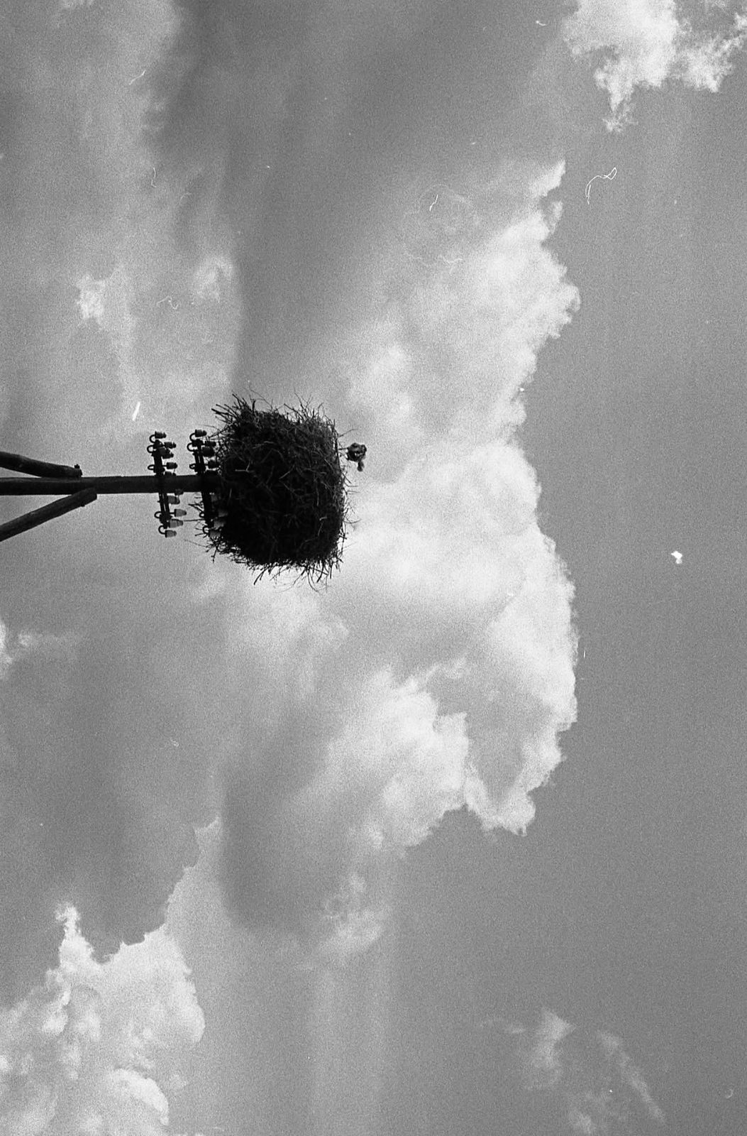 a black and white photo of a street light