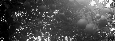 a black and white photo of an apple tree