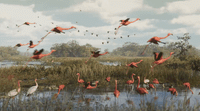 a flock of flamingos flying over a body of water