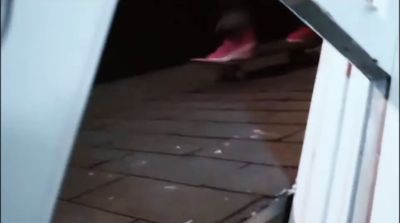 a blurry image of a dog coming out of a door