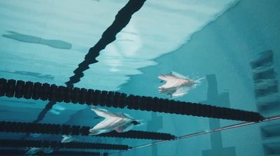 a group of fish swimming in a pool