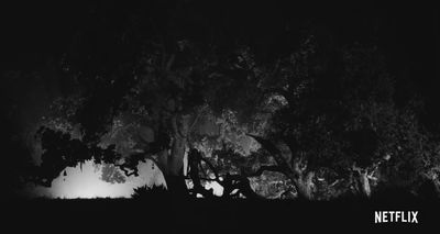 a black and white photo of trees at night