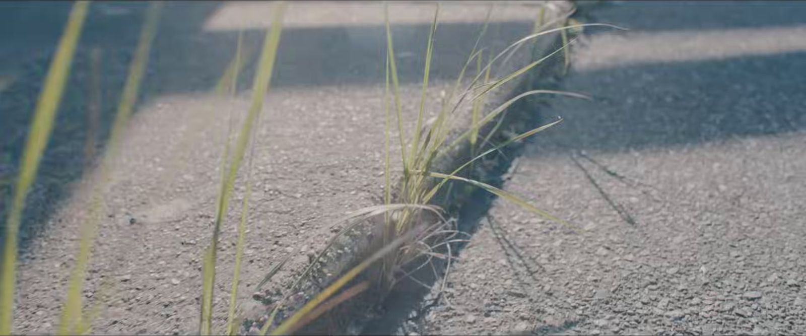 a plant growing out of the side of a road