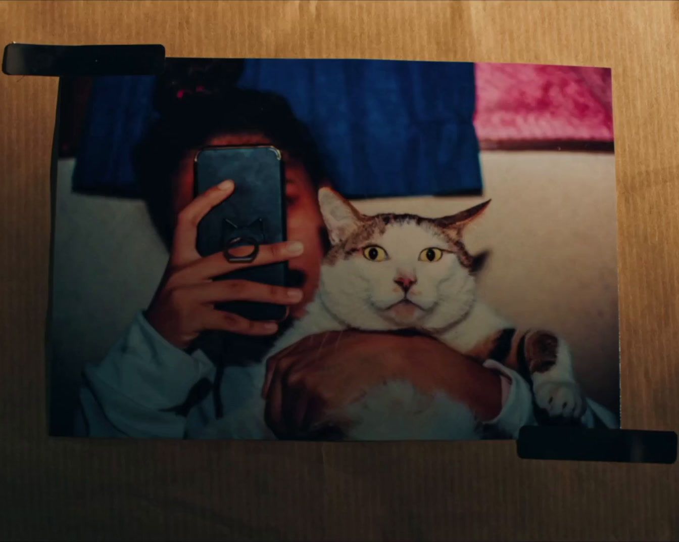 a person taking a picture of a cat with a cell phone