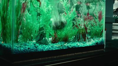 a fish tank filled with water and plants