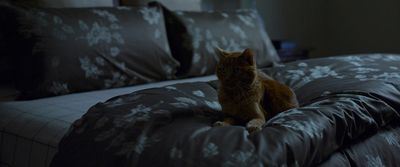 a cat sitting on a bed in a dark room