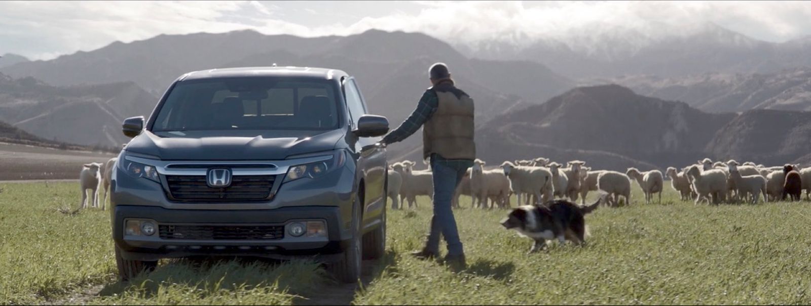 a man standing next to a truck with a herd of sheep in the background