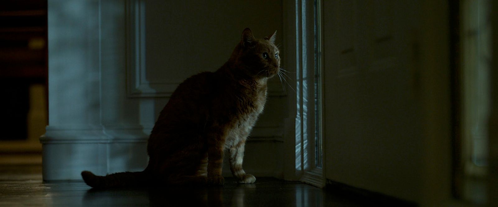 a cat sitting on the floor in a dark room