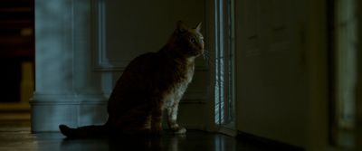 a cat sitting on the floor in a dark room