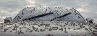 a close up of a car's hood with lots of bugs on it