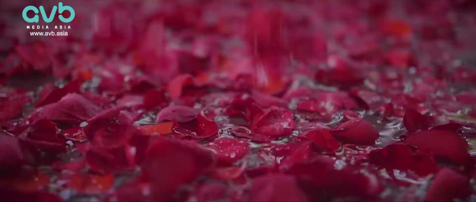 a bunch of red flowers floating in water