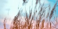 a field with tall grass blowing in the wind