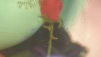 a close up of a red rose with a balloon