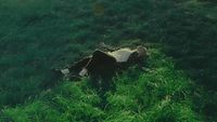 a cow laying in a field of tall grass