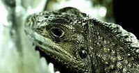 a close up of a large lizard's head