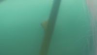 a long pole sticking out of the water