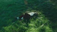 a cow laying down in a grassy field