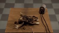 a dead animal on a table with a hair dryer