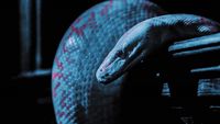 a close up of a snake on a table