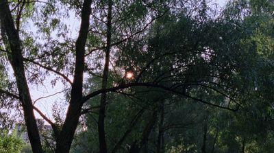 the sun is shining through the trees in the park