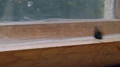 a small bird sitting on the edge of a window sill