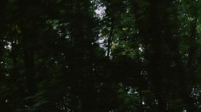 a stop sign in the middle of a forest