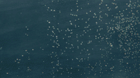 a large amount of white dots floating on top of a body of water