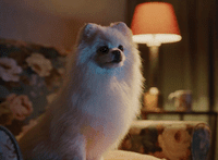 a small white dog sitting on top of a chair